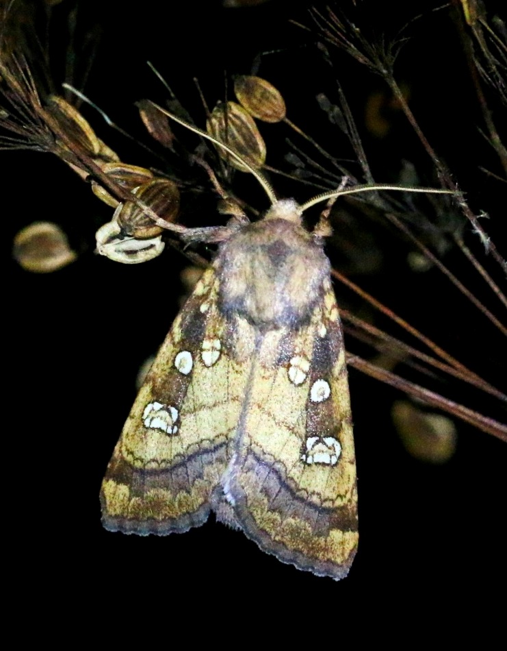 Submit your moth records